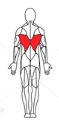 Lower Back Muscle Image