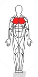 Chest Muscle Image