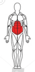 Abs Muscle Image