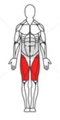 Legs Muscle Image