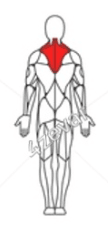 Upper Back + Biceps Muscle Image